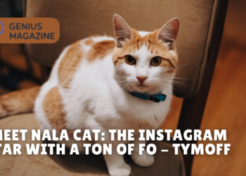 meet nala cat: the instagram star with a ton of fo - tymoff
