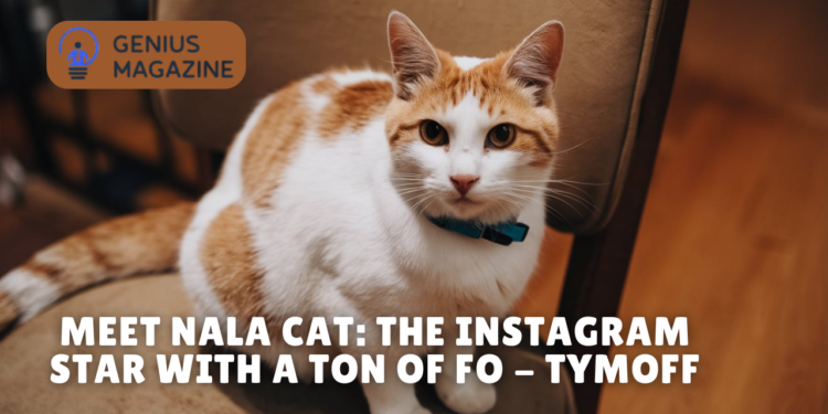 meet nala cat: the instagram star with a ton of fo - tymoff