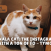 meet nala cat: the instagram star with a ton of fo - tymoff