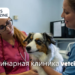ветеринарная клиника vetcitypets
