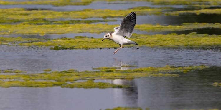 Seabird Related to a Gull – Unveiling the Mystery
